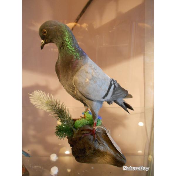 pigeon biset  sauvage des calanques