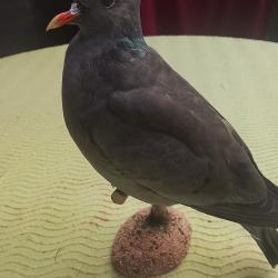 pigeon colombin