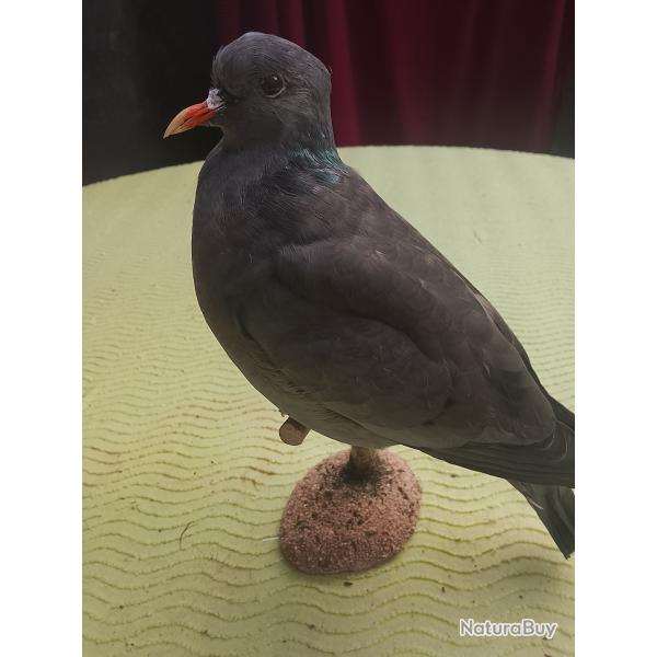 pigeon colombin