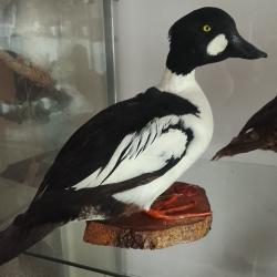 canard garrot a oeil d'or