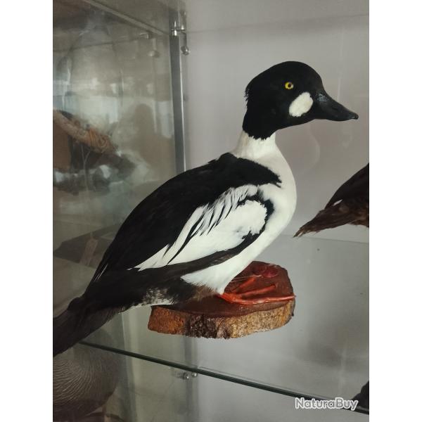 canard garrot a oeil d'or