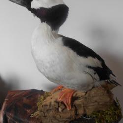 garrot  alb&eacute;ole