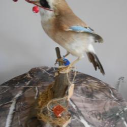 geai des ch&ecirc;nes