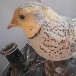 ganga syrapthe paradoxal