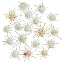 Coquillages spondylus imperialis - 3 &agrave; 3.5 cm - Lot de 2