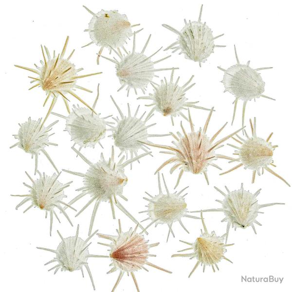 Coquillages spondylus imperialis - 3 � 3.5 cm - Lot de 2
