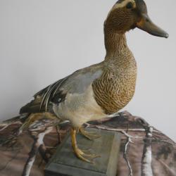 sarcelle d'&eacute;t&eacute;