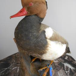 canard nette rousse