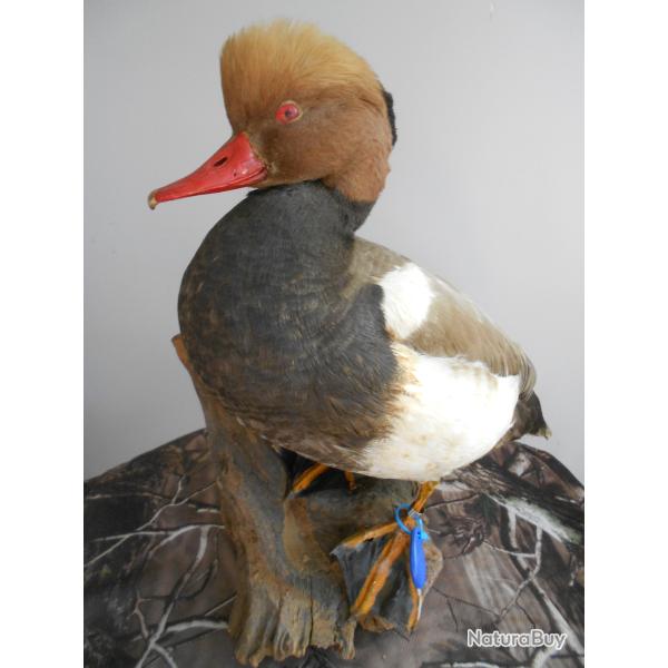canard nette rousse