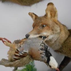 renard roux