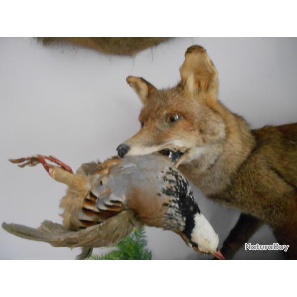 renard roux