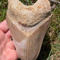 V&eacute;ritable fossile d'Otodus MEGALODON - 14.8 cm
