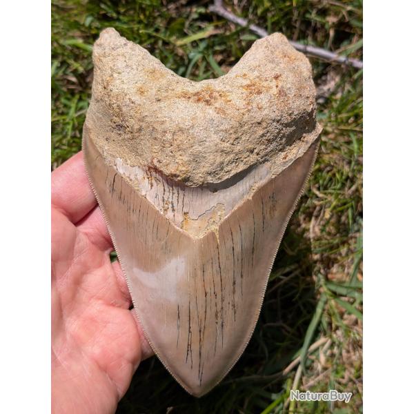 V�ritable fossile d'Otodus MEGALODON - 14.8 cm
