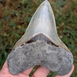 V&eacute;ritable fossile d'Otodus MEGALODON - 12.2 cm