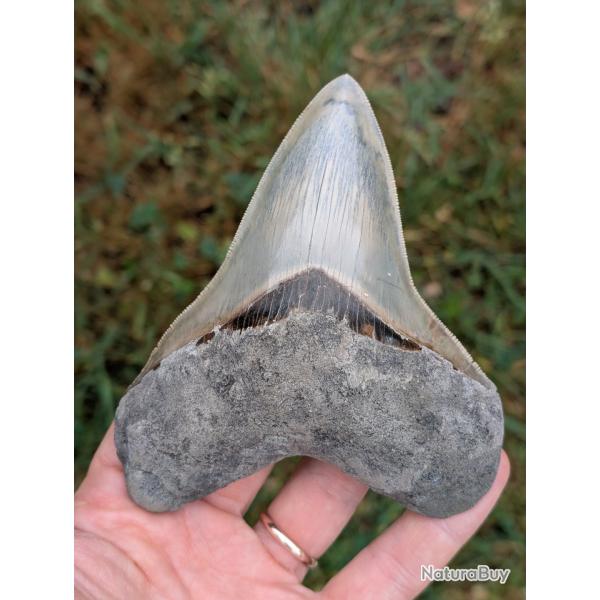 V�ritable fossile d'Otodus MEGALODON - 12.2 cm