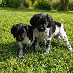CHIOT EPAGNEUL BRETON LOF