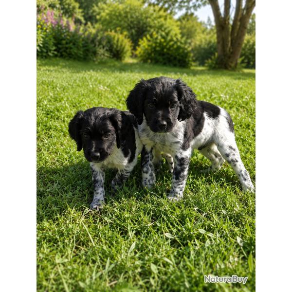 CHIOT EPAGNEUL BRETON LOF