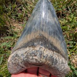 Megalodon bleue - 100% naturelle -12.8 cm