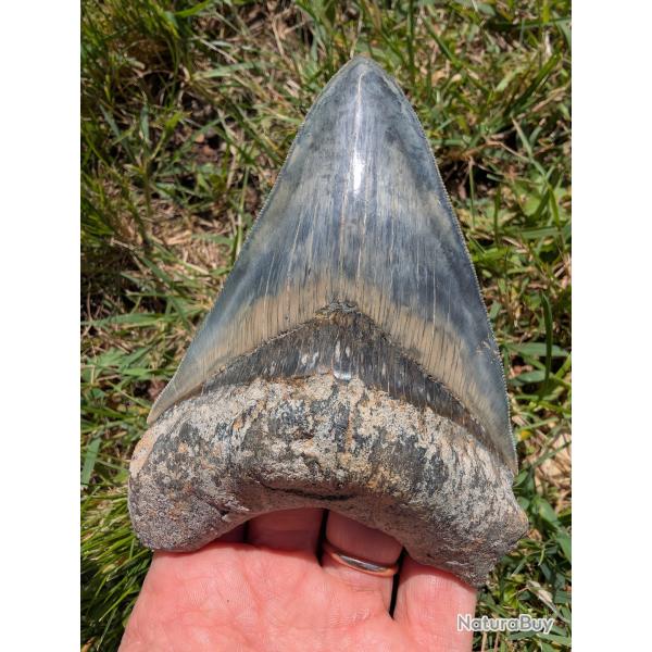 Megalodon bleue - 100% naturelle -12.8 cm