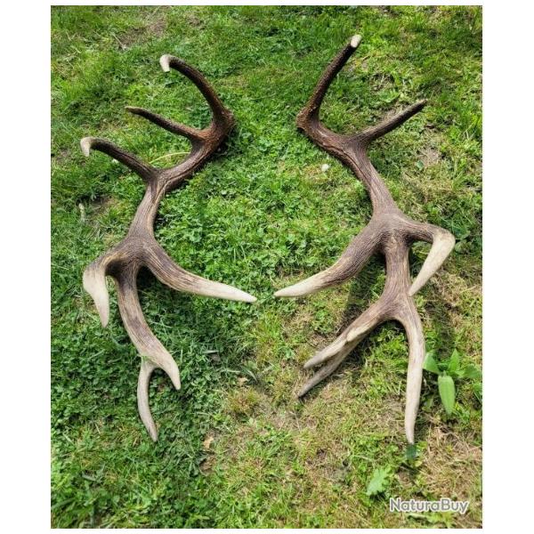 14 cors  - �normes mues de cerf �laphe