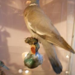 palombe ou pigeon ramier