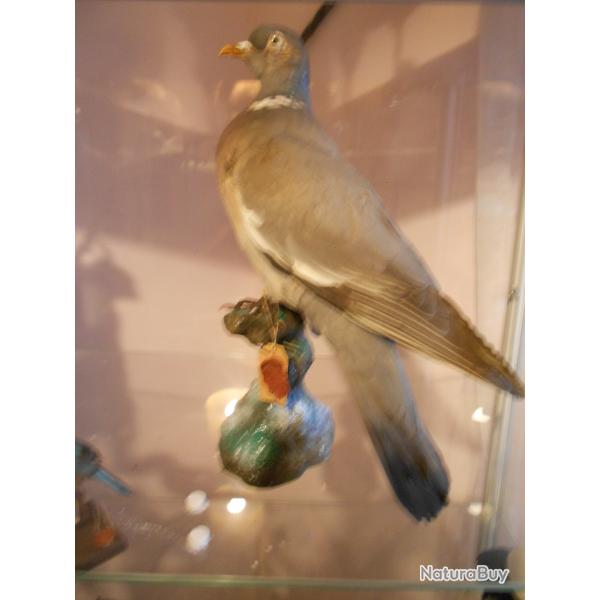 palombe ou pigeon ramier