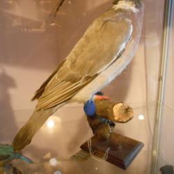 palombe ou pigeon ramier (phase claire)