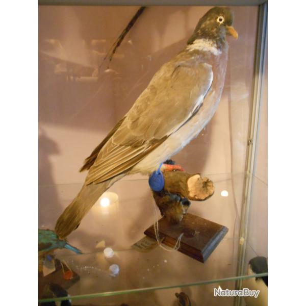 palombe ou pigeon ramier (phase claire)