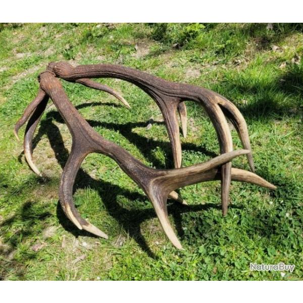 12 cors  - �normes mues de cerf �laphe