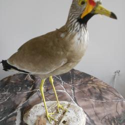 vanneaux du s&eacute;n&eacute;gal