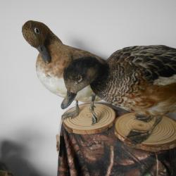 canard siffleur am&eacute;ricain(couple)