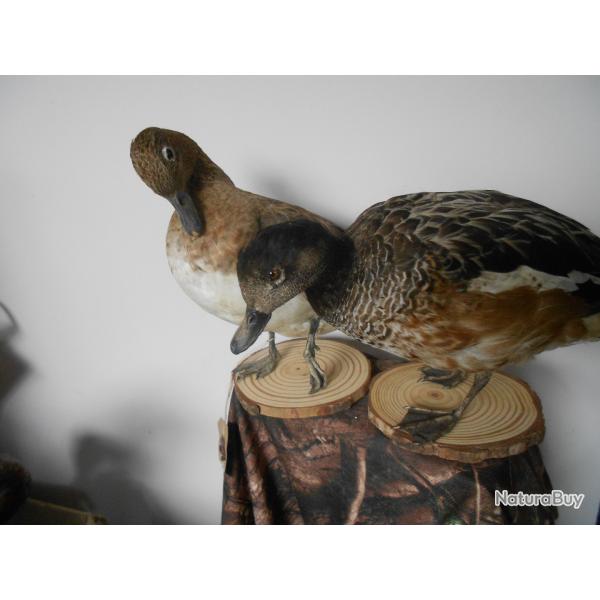 canard siffleur am�ricain(couple)