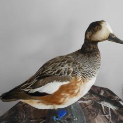 canard siffleur Americain