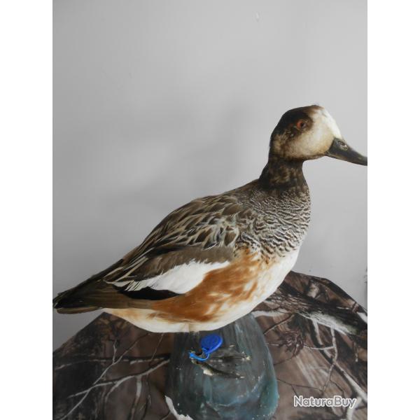 canard siffleur Americain