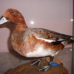 canard siffleur M