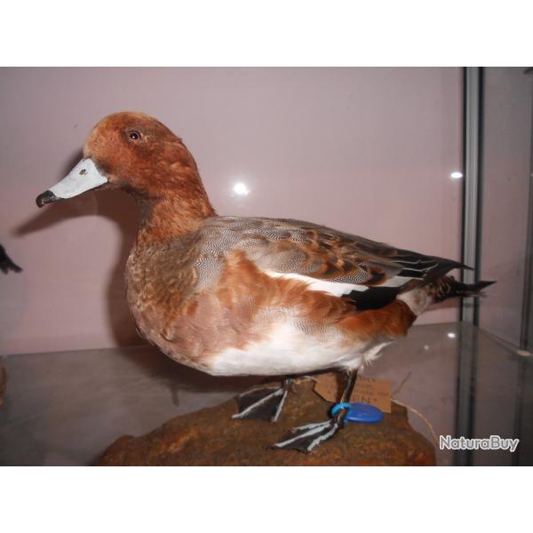 canard siffleur M