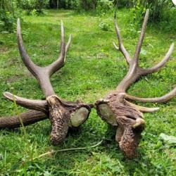 mues de cerf &eacute;laphe - impressionnante anomalie au niveau des meules