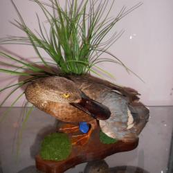 canard souchet