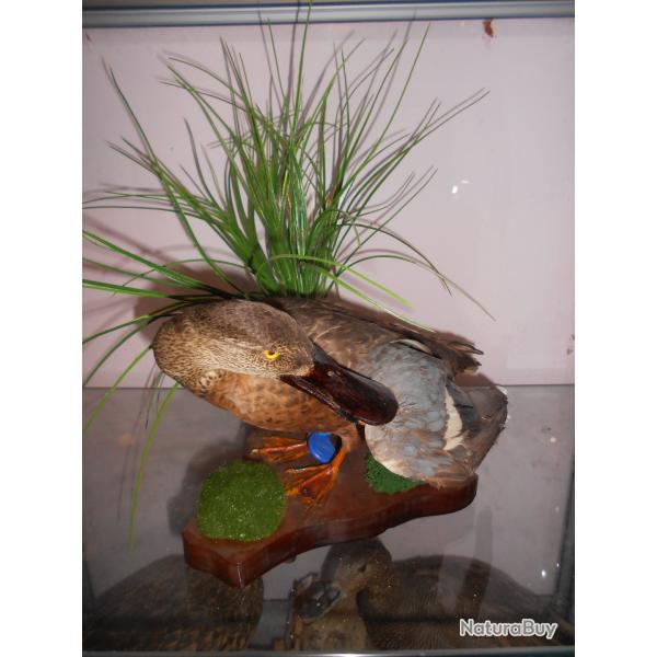 canard souchet