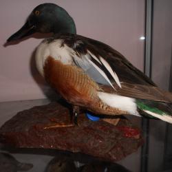 canard souchet  2