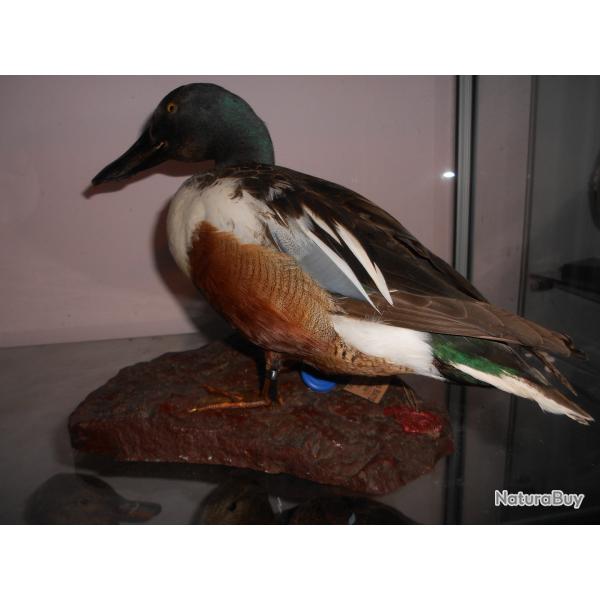 canard souchet  2