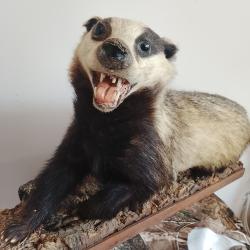 blaireaux