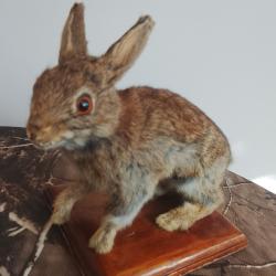 lapin de garenne