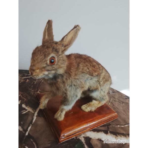lapin de garenne