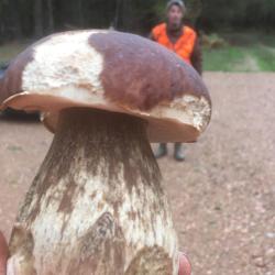 Bois &agrave; louer
