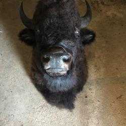 T&ecirc;te de bison