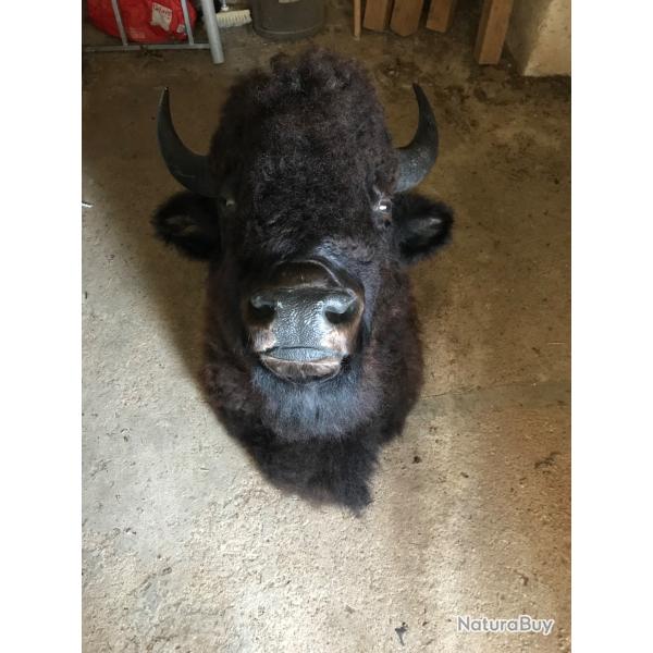 T�te de bison