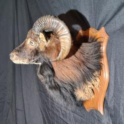 Mouflon orientalis
