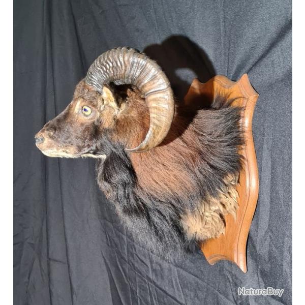 Mouflon orientalis