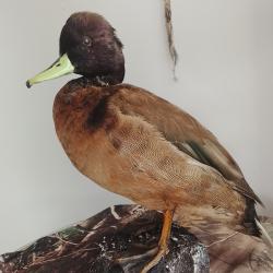 canard hybride
